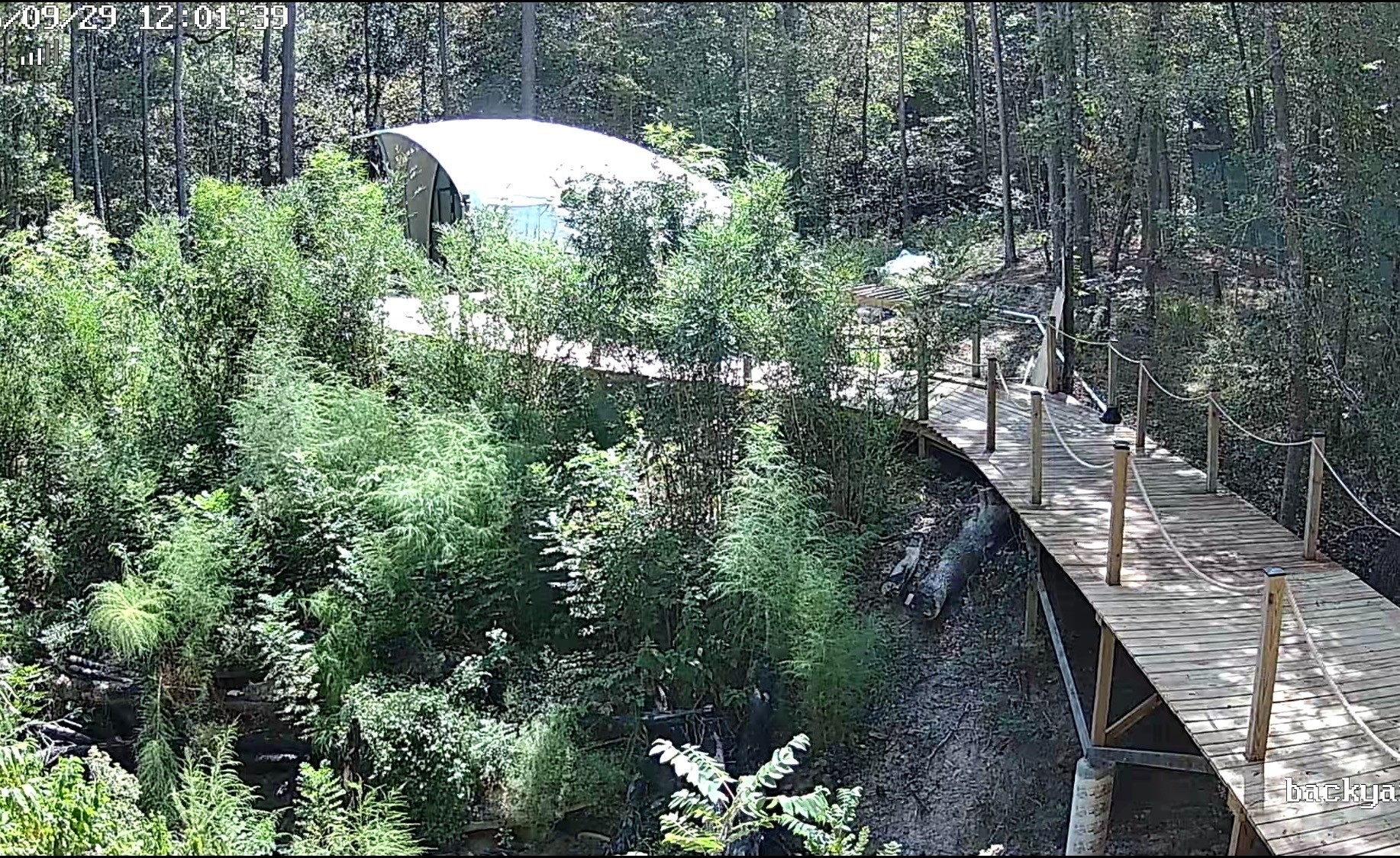Rope-railed wooden walkway winding through Forest Haven